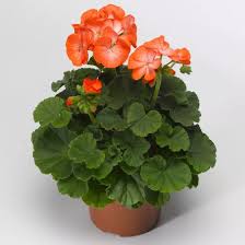 White Orange Pelargonium Flower Seeds for Planting Cottage Garden Essential Heirloom & GMO Free Seeds for Home Garden
 
 Sale
