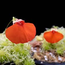 Utricularia Orange Flower Seeds - Easy Planting Guide