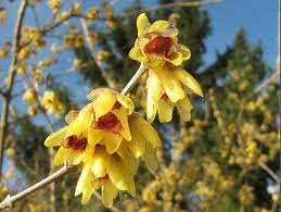 Chimonanthus Wintersweet Flower seeds for Planting Shade Tolerant Heirloom & GMO Free Seeds for Home Garden