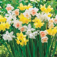Daffodil bulbs planted in a perennial garden display