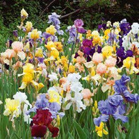 Vibrant iris blooms creating a colorful garden display