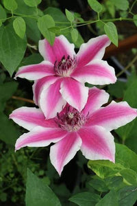 Colorful clematis flowers climbing along a pergola in an outdoor garden

