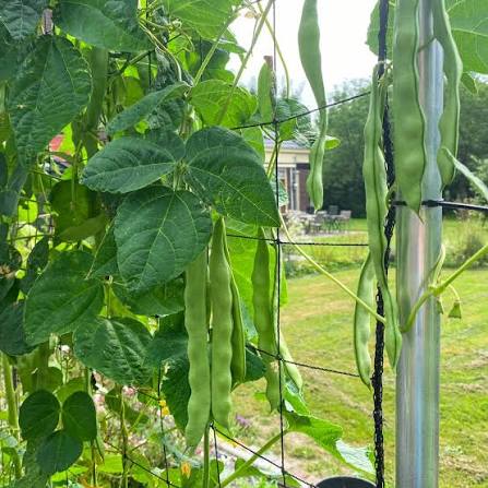 Romano Pole Bean plants growing on a garden trellis