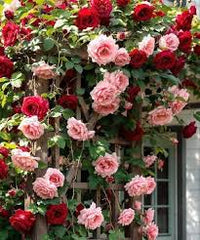 Pink Miniature Rose Seeds for Planting Cut Flower Favorite Heirloom & GMO Free Seeds for Home Garden
 
 Sale