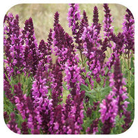 Salvia x superba 'Rose Queen' with vibrant rose-pink flower spikes in bloom.
