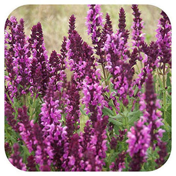 Salvia x superba 'Rose Queen' with vibrant rose-pink flower spikes in bloom.
