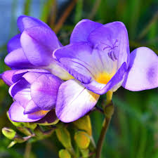 Light Violet Freesia Flower Seeds for Planting Shade Tolerant Heirloom & GMO Free Seeds for Home Garden  Sale