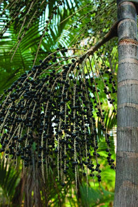 Acai Berry Seeds Collection – Tropical Fruit Planting Variety for Home Gardens