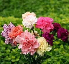 Mixed Dianthus Caryophyllus Flower Seeds for Planting Long Bloom Season Heirloom & GMO Free Seeds for Home Garden
 
 Sale