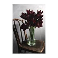 Black Amaryllis Flower seeds for Planting Wildflower Mix Heirloom & GMO Free Seeds for Home Garden 
 
 Sale
