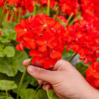 Red Pelargonium Flower Seeds for Planting Shade Tolerant Heirloom & GMO Free Seeds for Home Garden
 
 Sale
