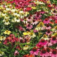 Echinacea Purpurea Flower seeds for Planting Wildflower Mix Heirloom & GMO Free Seeds for Home Garden