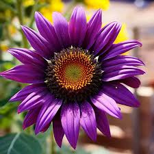 Violet Sunflower Flower Seeds for Planting Garden Favorite Heirloom & GMO Free Seeds for Home Garden
 
 Sale