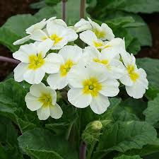 Green White Primrose Flower seeds for Planting - Perfect for Borders, Heirloom & GMO Free Seeds for Home Garden