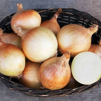 Mature Ailsa Craig onions with golden skins growing in well-prepared garden soil.
