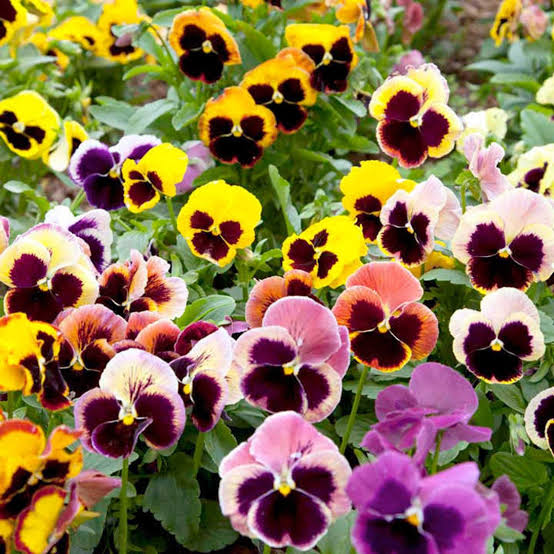 Mixed color Pansy Swiss Giant blooms growing in decorative outdoor containers.

