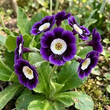 Blue Phantom Petunia Seeds – Heirloom Non-GMO Long Bloom Flowers for Home Garden Planting