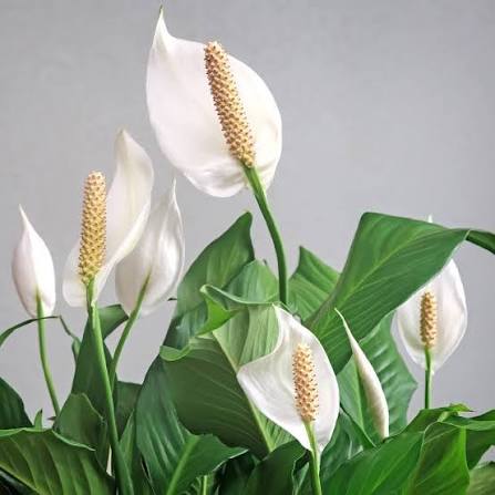 Carbeth Spathiphyllum Peace Lily indoor plant