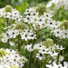 Ornithogalum Saundersiae Flower seeds for Planting Low Maintenance Heirloom & GMO Free Seeds for Home Garden