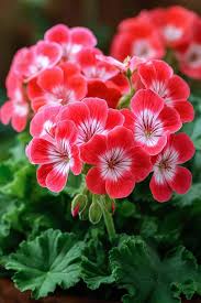 Red White Univalve Geranium Flower Seeds for Planting Cottage Garden Essential Heirloom & GMO Free Seeds for Home Garden
 
 Sale