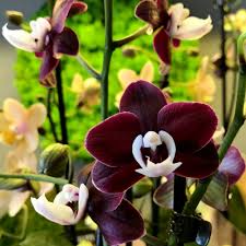 Maroon Butterfly Orchids Flower seeds for Planting - Perfect for Borders, Heirloom & GMO Free Seeds for Home Garden
