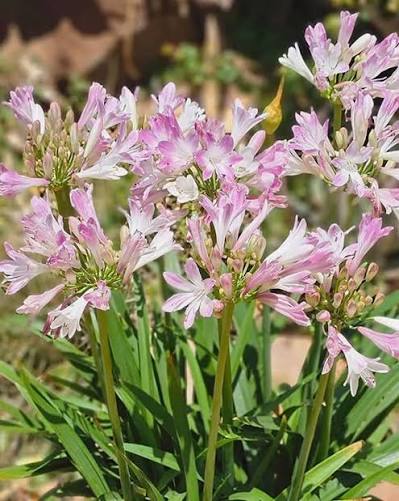 Pink Agapanthus plant with tall flowering stems