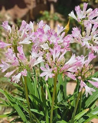 Pink Agapanthus plant with tall flowering stems