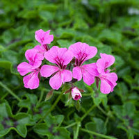 Light Violet Red Geranium Flower Seeds for Planting Easy to Grow Heirloom & GMO Free Seeds for Home Garden
 
 Sale