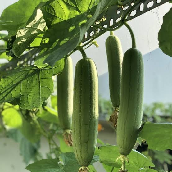 Luffa Gourd Seeds for Home Garden, Trellises, Raised Beds & Outdoor Vegetable Growing