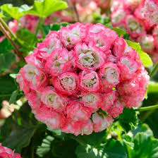 Pink Geranium Apple Blossom Flower seeds for Planting - Shade Tolerant, Heirloom & GMO Free Seeds for Home Garden