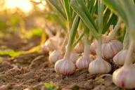 White Porcelain Vegetable Seeds for Planting Unique Garden Addition