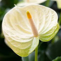 Cream Anthurium Flower Seeds for Planting – Shade Tolerant Heirloom & NonGMO Seeds for Home Garden
 
 Sale