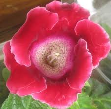 Red Gloxinia Sinningia Flower Seeds for Planting Easy to Grow Heirloom & GMO Free Seeds for Home Garden
 
 Sale