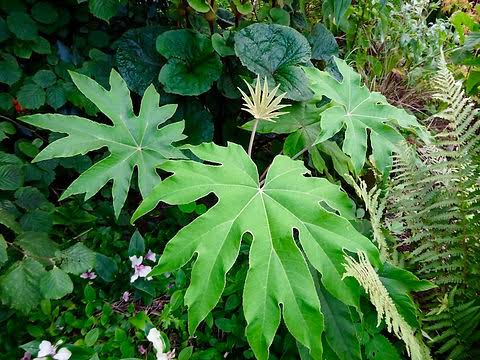 Tetrapanax papyrifer foliage plant for garden planting


