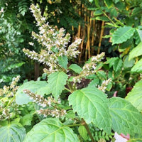 Patchouli herb plants thriving in a well-maintained outdoor planting bed.