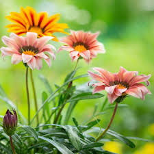 Yellow Gazania Flower Seeds for Planting Shade Tolerant Heirloom & GMO Free Seeds for Home Garden
 
 Sale