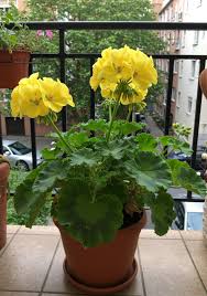 Green Univalve Geranium Flower Seeds for Planting Sun Loving Heirloom & GMO Free Seeds for Home Garden
 
 Sale