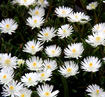Delosperma Moonstone flowers growing as a compact ground cover in a landscape.

