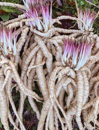 White Skirret plants growing with lush green foliage in a vegetable garden.
