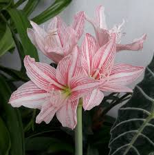 Pink Hippeastrum Flower Seeds for Planting Compact Growth Heirloom & GMO Free Seeds for Home Garden
 
 Sale