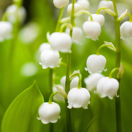 Lily of the Valley with delicate white bell-shaped flowers
