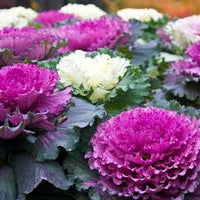 Mixed Color Brassica Oleracea Flower Seeds for Planting Drought Tolerant Heirloom & GMO Free Seeds for Home Garden
 
 Sale