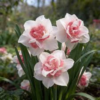 Baby Pink White Daffodils Flower seeds for Planting - Fragrant Blossoms, Heirloom & GMO Free Seeds for Home Garden