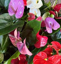 Mixed Colour Anthurium for Planting Sun Loving Heirloom & GMO Free Seeds for Home Garden
 
 Sale