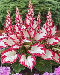 White & Red Variegated Hosta Bulb | Perennial Foliage Plant for Outdoor Gardens