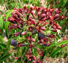 Santalum Album Flower seeds for Planting Low Maintenance Heirloom & GMO Free Seeds for Home Garden 
 
 Sale