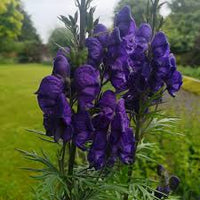 Aconite Flower Seeds Planting Guide: Expert Tips for Successful Growth