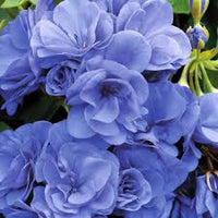 Blue Univalve Geranium Flower Seeds for Planting Premium Quality Heirloom & GMO Free Seeds for Home Garden
 
 Sale