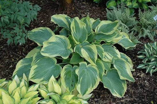 Hosta plants with decorative foliage in an outdoor garden