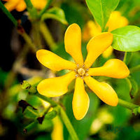Yellow Gardenia Flower Seeds for Planting Bright Blooms Heirloom & GMO Free Seeds for Home Garden
 
 Sale